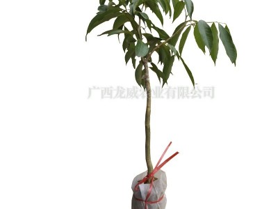 广西妃子笑荔枝苗批发 落塘蒲玉荷包荔枝果树苗 南方北方种植图5