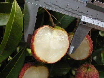 广西妃子笑荔枝苗批发 落塘蒲玉荷包荔枝果树苗 南方北方种植图3