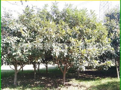 嫁接枇杷苗 枇杷树苗盆栽地栽 南方北方种植果树苗工程树3-20公分图3