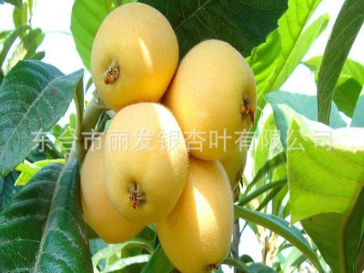 嫁接枇杷苗 枇杷树苗盆栽地栽 南方北方种植果树苗工程树3-20公分图4