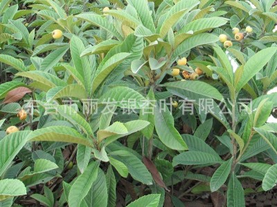 嫁接枇杷苗 枇杷树苗盆栽地栽 南方北方种植果树苗工程树3-20公分图2