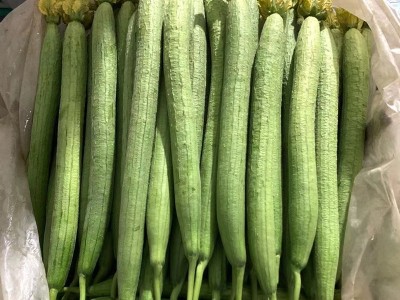 新鲜蔬菜批发 山东寿光现摘丝瓜 鲜嫩绿皮应季蔬菜 一件代发图4