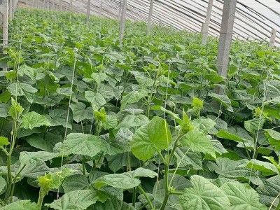 山东寿光新鲜采摘蔬菜黄瓜 应季脆嫩生吃带刺 皮薄爽口蔬菜黄瓜图2