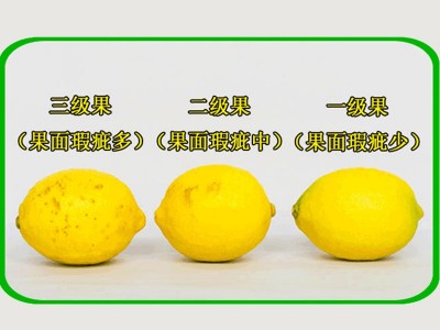 新鲜黄柠檬 尤力克柠檬鲜果现摘现发 二三级果包装微供代发包邮图3