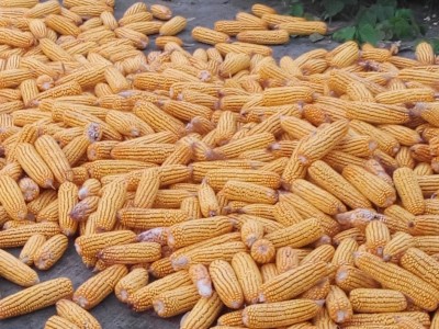 供应玉米饲料玉米家禽饲料玉米颗粒饲料图4