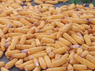 供应玉米饲料玉米家禽饲料玉米颗粒饲料图2