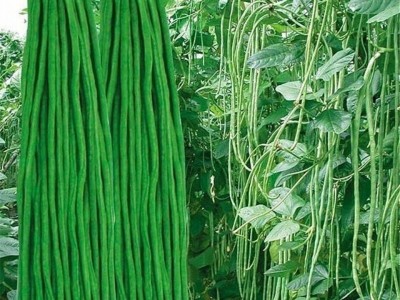 长豆角无筋高产豇豆四季早熟蔬菜种子农家长抗虫抗病高产图2