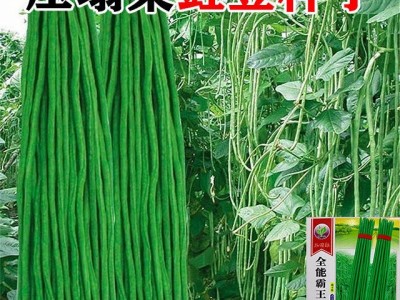 长豆角无筋高产豇豆四季早熟蔬菜种子农家长抗虫抗病高产图5