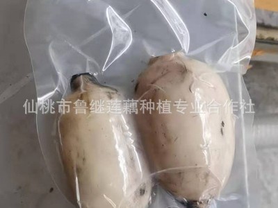 商用新鲜莲藕300g袋 火锅麻辣烫冒菜串串油炸凉拌餐饮食材脆莲藕图4