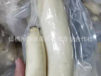 商用新鲜莲藕300g袋 火锅麻辣烫冒菜串串油炸凉拌餐饮食材脆莲藕图3