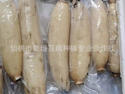 现货蔬菜新鲜脆藕 家用商用食材凉拌脆莲藕 300g农家鲜藕泥巴藕图2