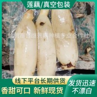 现货蔬菜新鲜脆藕 家用商用食材凉拌脆莲藕 300g农家鲜藕泥巴藕