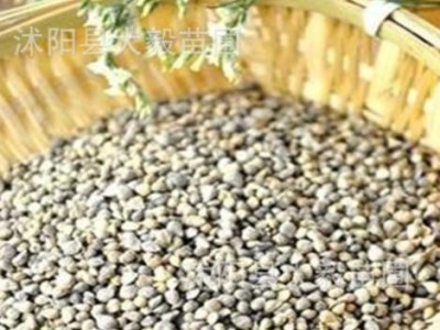 批发 零售 菠菜种子图3