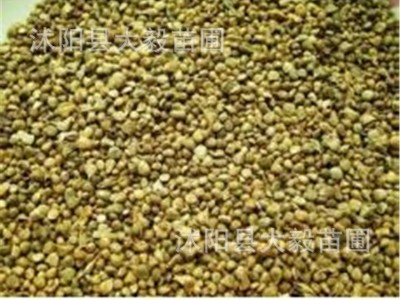 批发 零售 菠菜种子图5