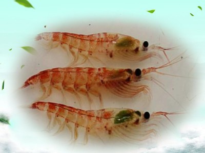对虾糠海虾糠 鲜虾糠 虾壳粉 水产饲料宠物饲料经济实惠图5