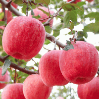 新鲜红富士苹果红富士苹果应季水果整箱农产品苹果批发