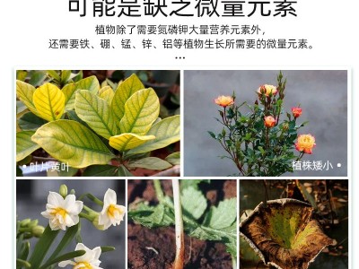 绿沃农业大量元素水溶肥花用高氮高磷高钾氮肥磷肥钾肥通用复合肥图2