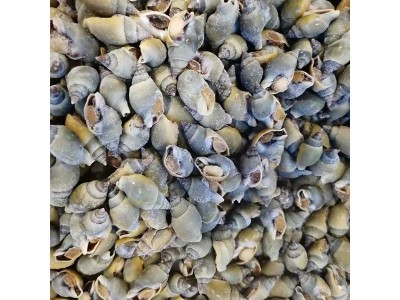翡翠螺新鲜冷冻海青螺翡翠螺青岛小海螺麻辣海螺原材料批发图3