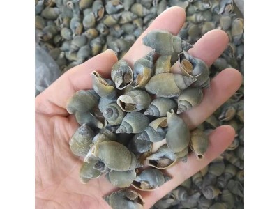翡翠螺新鲜冷冻海青螺翡翠螺青岛小海螺麻辣海螺原材料批发图2