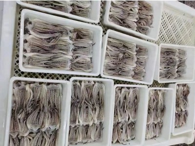 冷冻鱿鱼须新鲜章鱼足八爪鱼海鲜冷冻水产火锅烧烤食材酒店批发图3