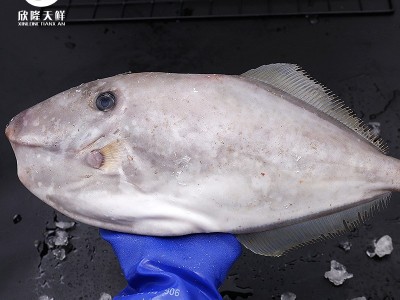 欣隆天鲜东海野生扒皮鱼冷冻海鲜500g-1500g顺丰冷链剥皮鱼马面鱼图3
