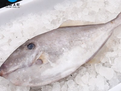 欣隆天鲜东海野生扒皮鱼冷冻海鲜500g-1500g顺丰冷链剥皮鱼马面鱼图5