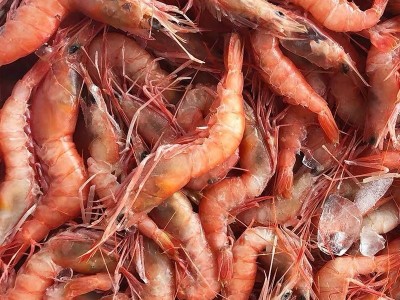 东海船捕大虾红头虾鲜活冷冻红虾深海船捕舟山大头虾剑虾500g图3