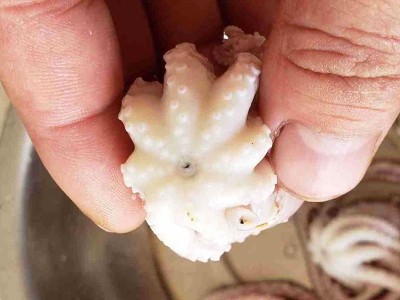 熟冻小章鱼麻辣八爪鱼迷你短腿八带鱼 批发海鲜水产翻花八爪鱼图2