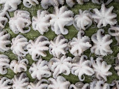 熟冻小章鱼麻辣八爪鱼迷你短腿八带鱼 批发海鲜水产翻花八爪鱼图4