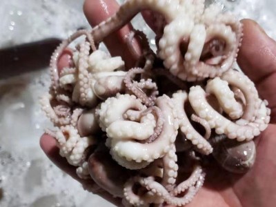 厂家供应八爪鱼迷你短腿八带鱼 批发冷冻海鲜水产翻花八爪鱼图4