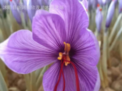 藏红花种球 西红花药用藏红花种球可泡茶观赏番红花种子球根耐寒图3