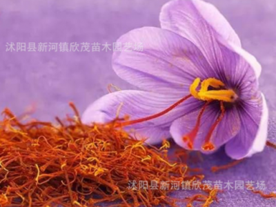 藏红花种球 西红花药用藏红花种球可泡茶观赏番红花种子球根耐寒图2