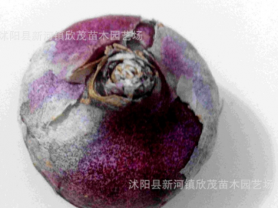 批发风信子种球 风信子盆栽颜色全土培水培花卉植物批发图4