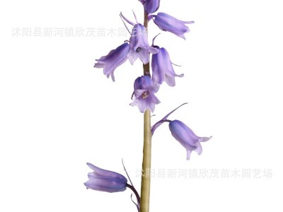 蓝铃花种球 多年生秋冬种球根花卉野风信子耐寒球茎种新品图3