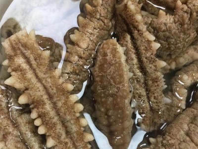 海参 黄肉海参 黄刺海参 煲汤煲粥佛跳墙滋补海产品干货 500克图4
