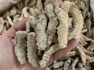 海参 黄肉海参 黄刺海参 煲汤煲粥佛跳墙滋补海产品干货 500克图3