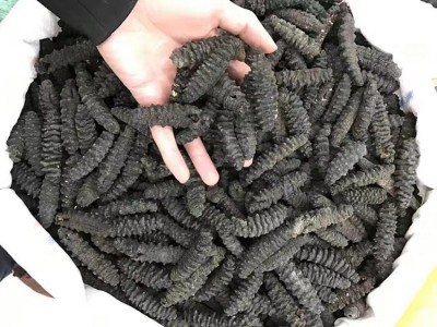 约30头带刺螺纹海参 龙纹海参 煲汤煲粥佛跳墙海产品干货 500克图2