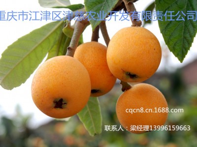 果树苗枇杷树苗批发 大五星枇杷苗图5