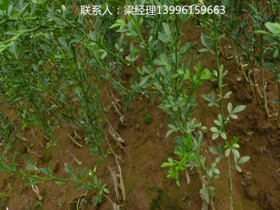 基地自育爱媛38号嫁接苗 柑橘苗 爱媛38树苗图5