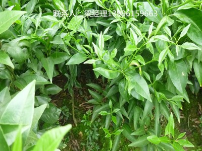 基地自育爱媛38号嫁接苗 柑橘苗 爱媛38树苗图3