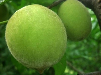 大量出售桃树苗 根系发达油桃苗 品种多桃树苗现挖现卖质量保证图2
