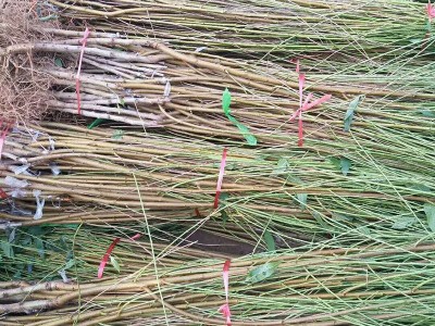 大量出售桃树苗 根系发达油桃苗 品种多桃树苗现挖现卖质量保证图4