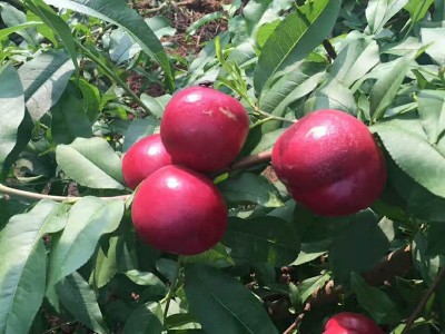 大量出售桃树苗 根系发达油桃苗 品种多桃树苗现挖现卖质量保证图3