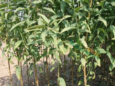 大量出售桃树苗 根系发达油桃苗 品种多桃树苗现挖现卖质量保证图5