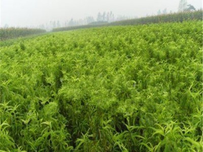 果树苗木基地批发桃树苗 晚熟桃苗 挂果多品种全图4