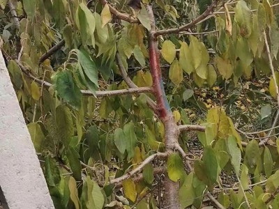 山东美早樱桃苗批发嫁接矮化盆栽地栽樱桃苗2公分3公分美早樱桃苗图4