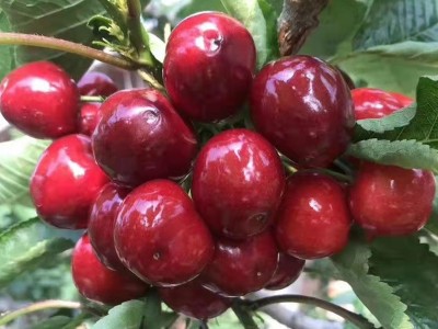 当年结果大樱桃树苗 甜樱桃树苗 红灯樱桃苗 南北方种植 可盆栽图4