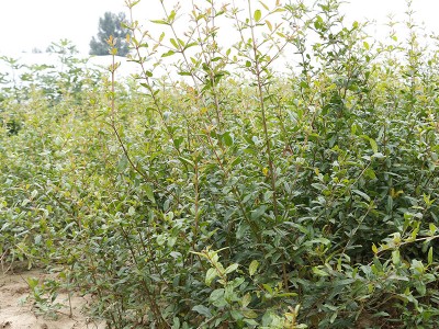 常年种植石榴树苗 庭院种植结果多品种多样酸甜可口石榴苗 优惠图2