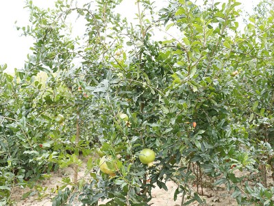 常年种植石榴树苗 庭院种植结果多品种多样酸甜可口石榴苗 优惠图4