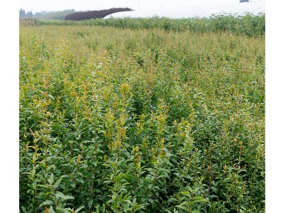 常年种植石榴树苗 庭院种植结果多品种多样酸甜可口石榴苗 优惠图5
